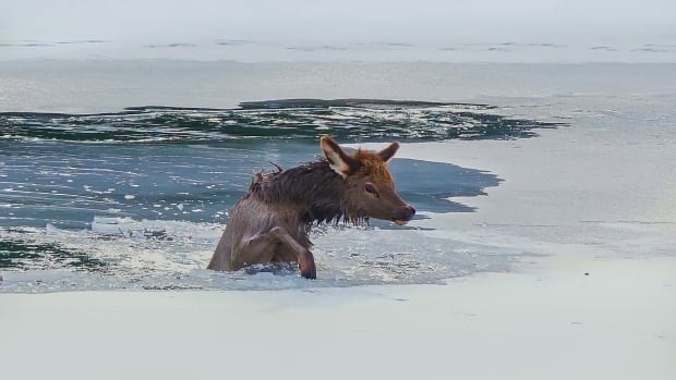 야생동물 사진작가, 보우 강에서 고라니 송아지를 끌어내는 승무원들 포착 | CBC 뉴스