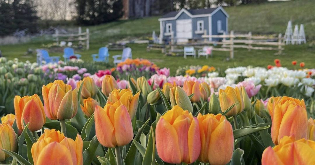 You can pick your own tulips at a farm near Toronto next month
