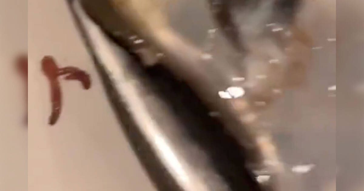 Someone says they found a worm in their food at famous Toronto restaurant