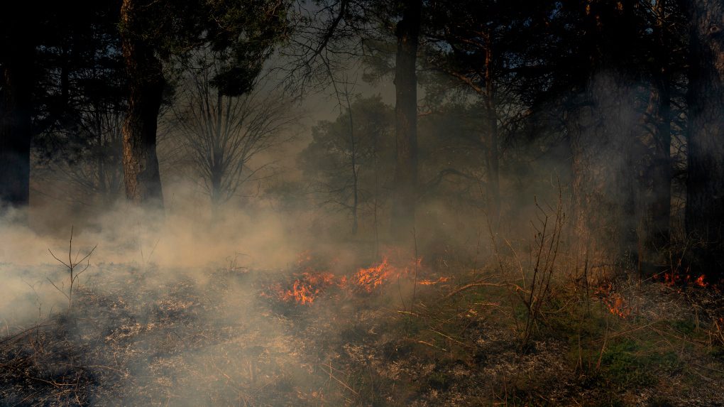 Toronto's High Park underwent a controlled fire. This is what it looked like