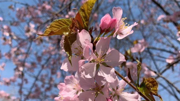 High Park closed to vehicles as Toronto’s cherry blossom trees hit their peak