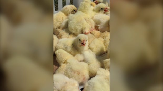 Ontario police search for 30,000 baby chicks