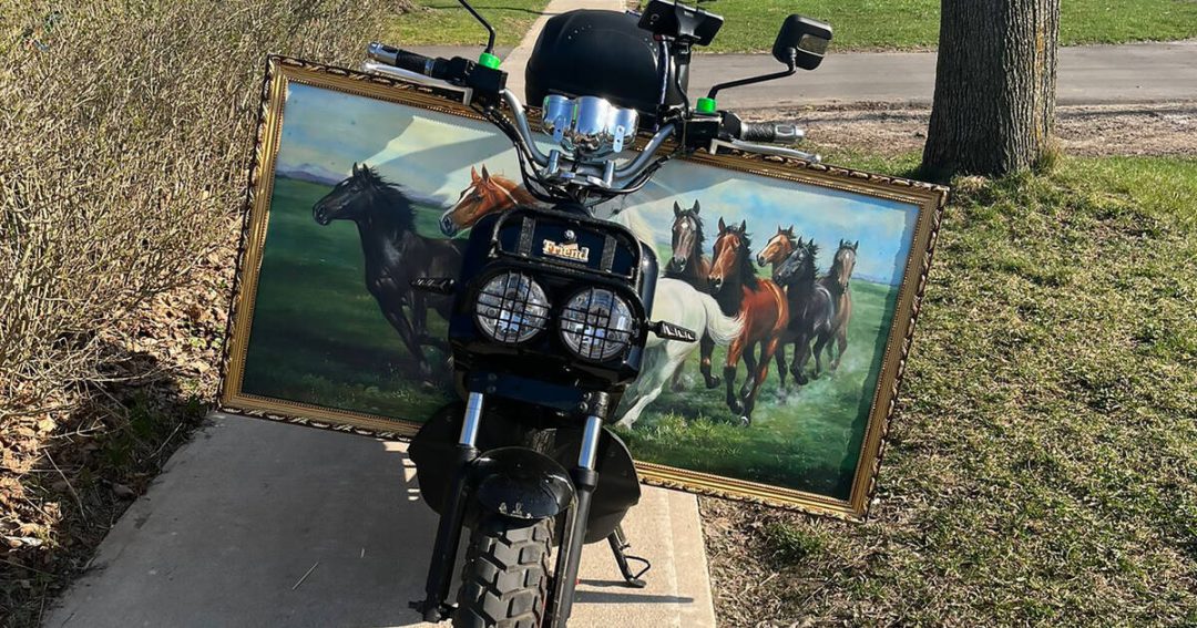Toronto e-bike owner ticketed over strange incident involving horse painting
